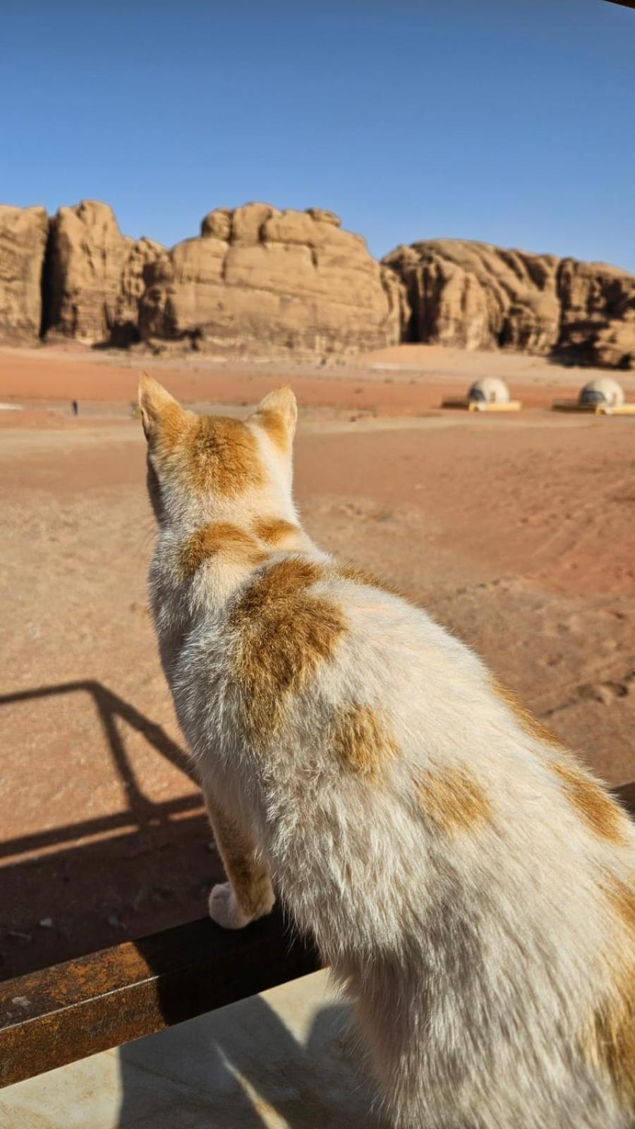 Bubble Rumcamp Wadi Rum Zewnętrze zdjęcie