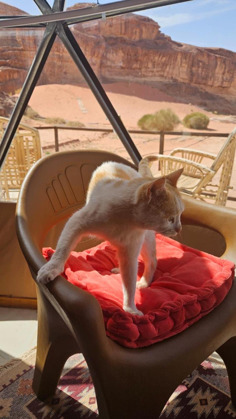 Bubble Rumcamp Wadi Rum Zewnętrze zdjęcie